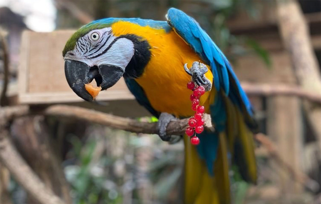 Ticket Wonderwereld (2p.)