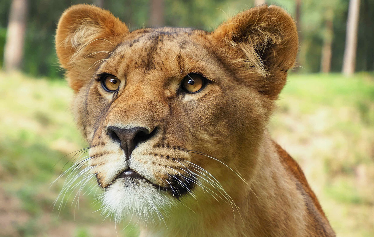 Safaripark Beekse Bergen tickets (2 personen)
