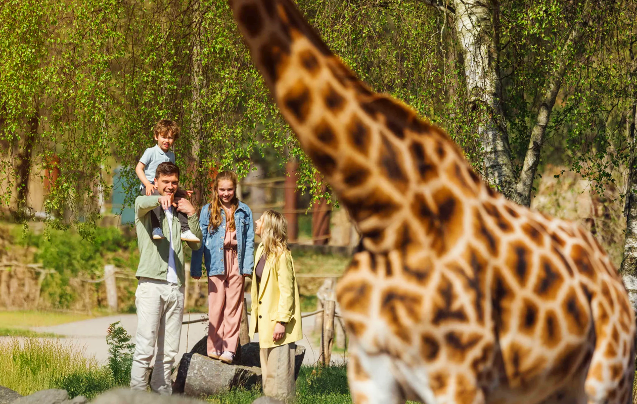 Safaripark Beekse Bergen tickets (2 personen)