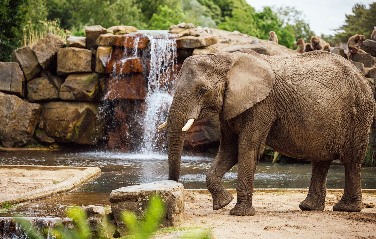 Safaripark Beekse Bergen tickets (2 personen)