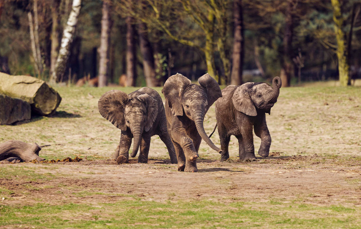 Safaripark Beekse Bergen tickets (2 personen)