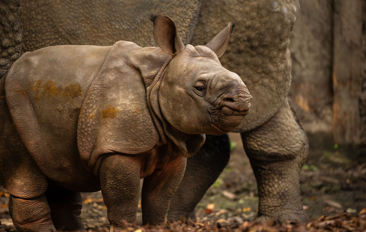 Billets pour le ZOO d’Anvers ou le ZOO Planckendael (2 pers.)
