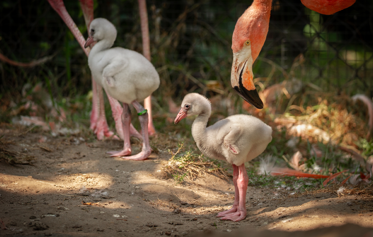 Tickets ZOO Antwerpen of ZOO Planckendael (2 personen)