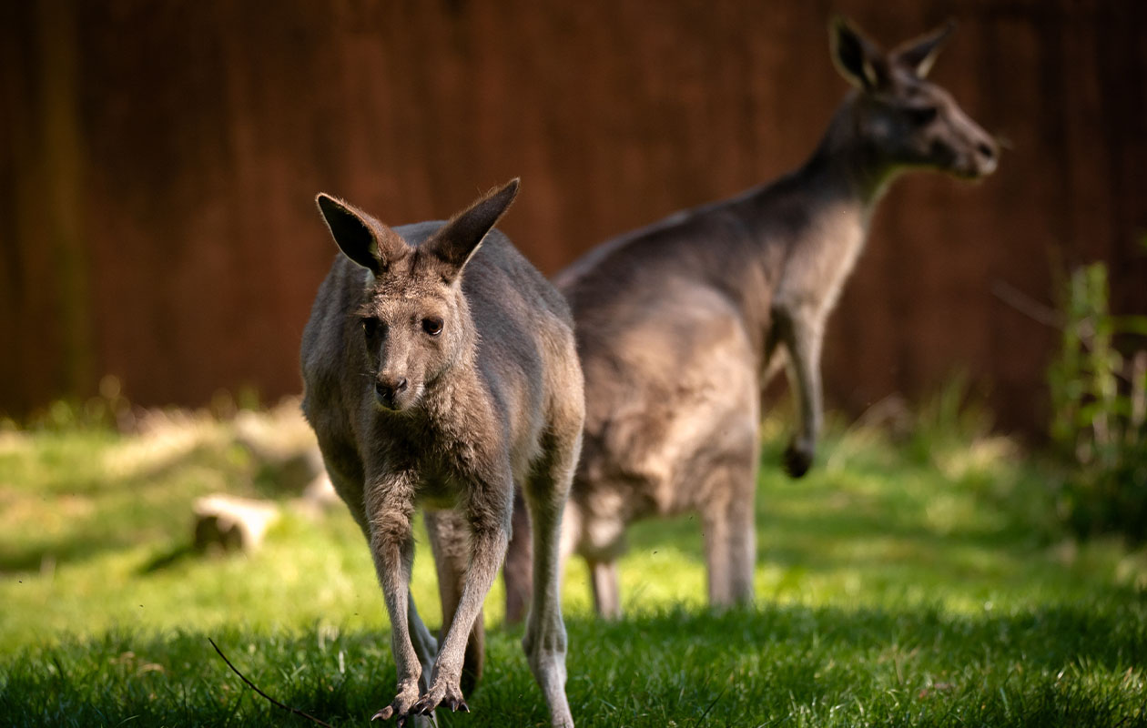 Billets pour le ZOO d’Anvers ou le ZOO Planckendael (2 pers.)