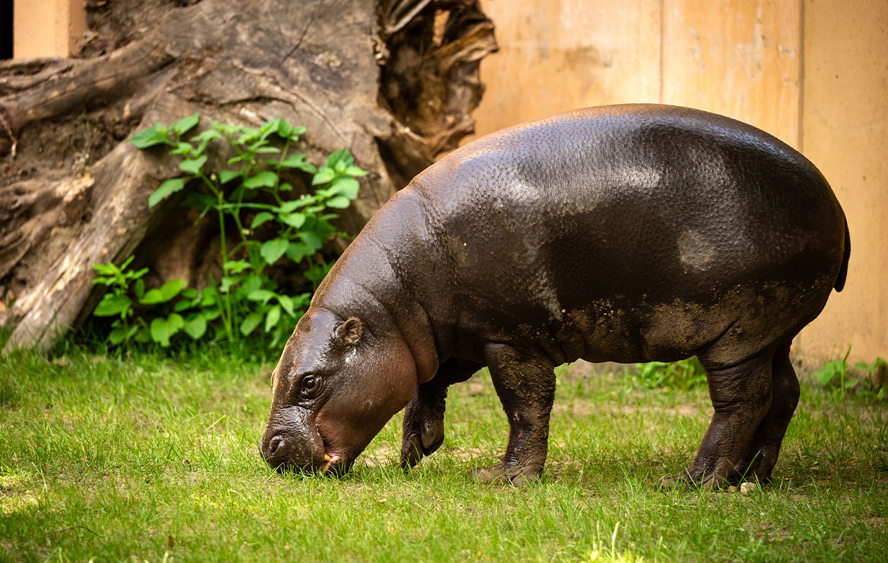 Billets pour le ZOO d’Anvers ou le ZOO Planckendael (2 pers.)