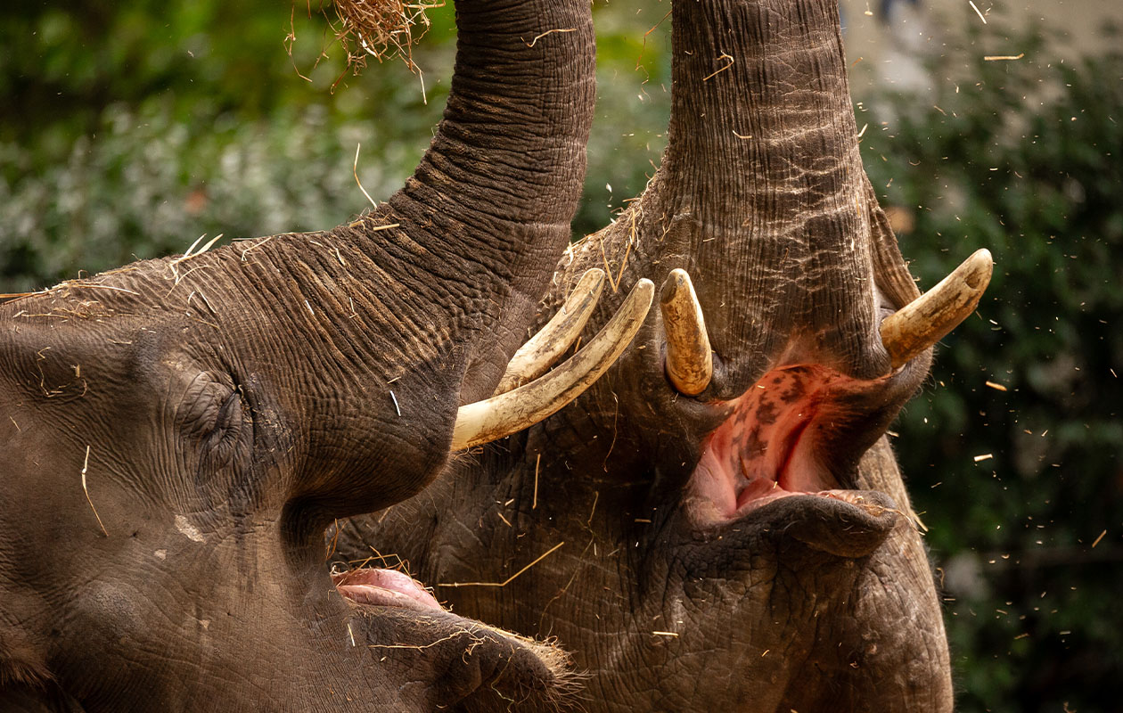 Billets pour le ZOO d’Anvers ou le ZOO Planckendael (2 pers.)