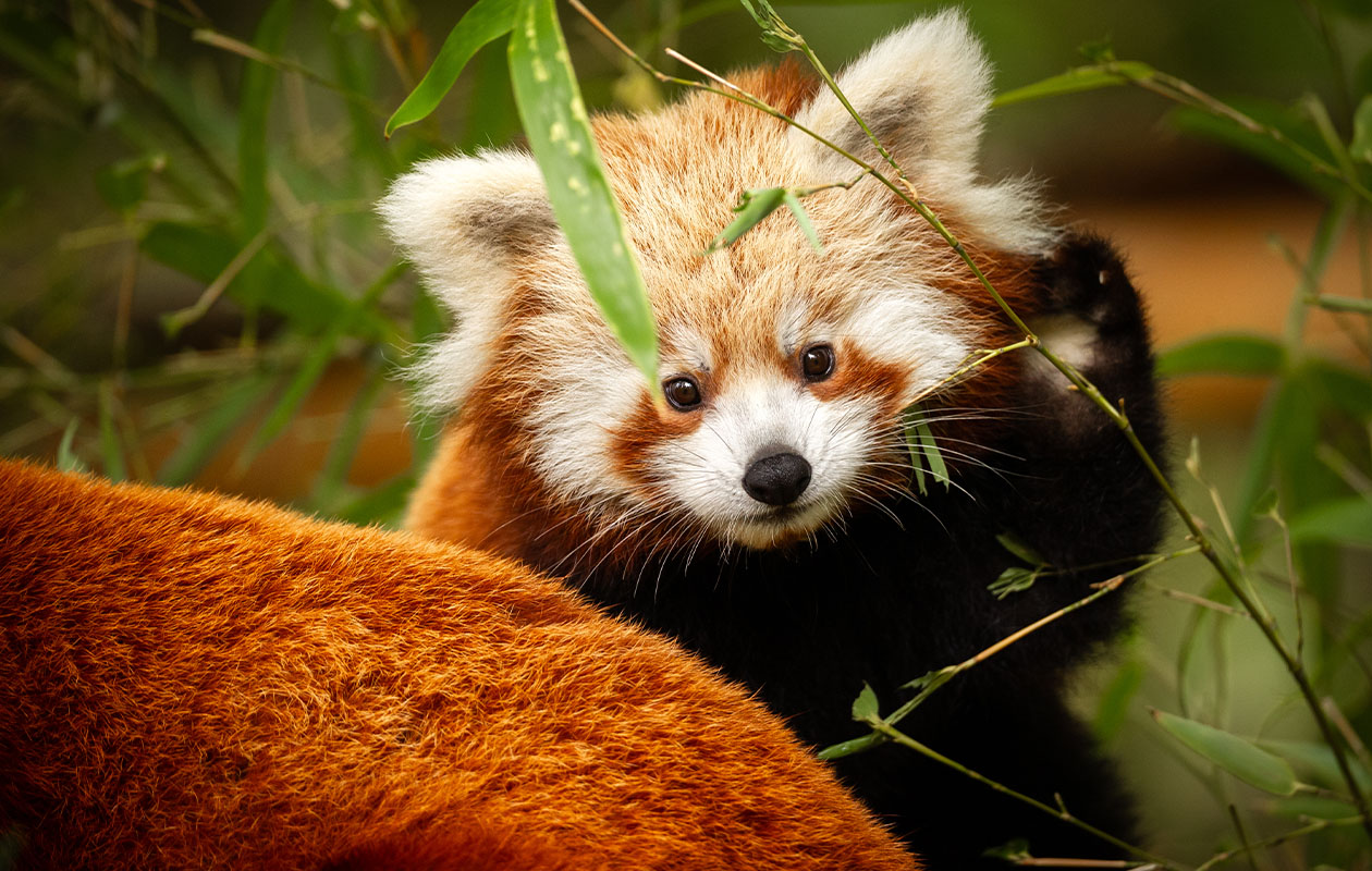 Billets pour le ZOO d’Anvers ou le ZOO Planckendael (2 pers.)