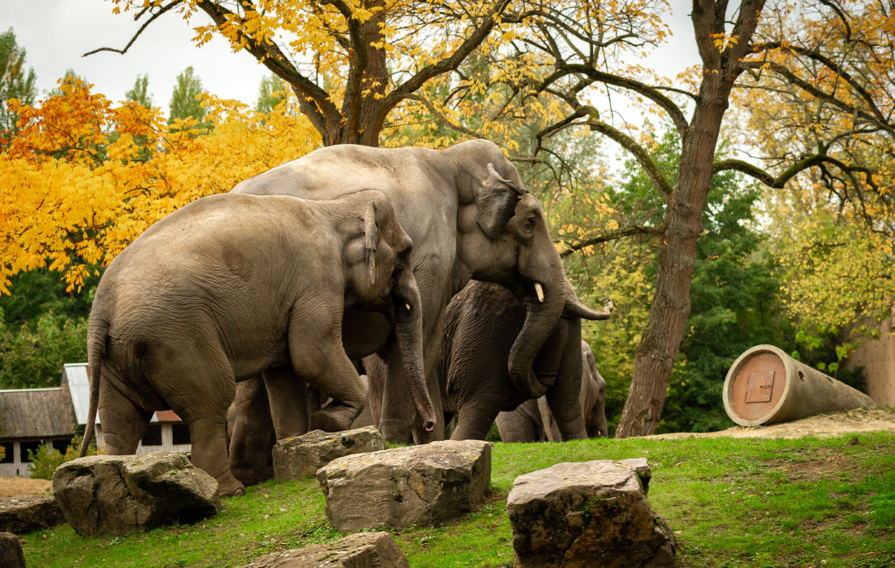 Tickets ZOO Antwerpen of ZOO Planckendael (2 personen)