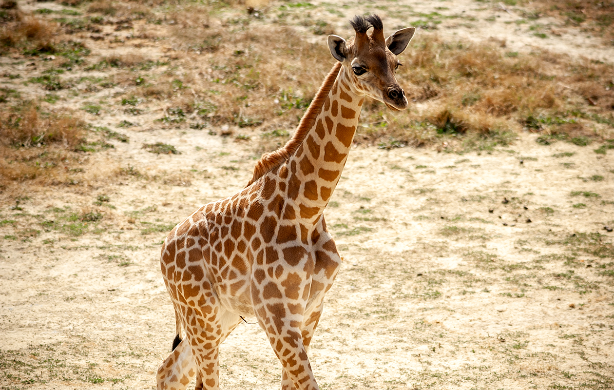 Tickets ZOO Antwerpen of ZOO Planckendael (2 personen)