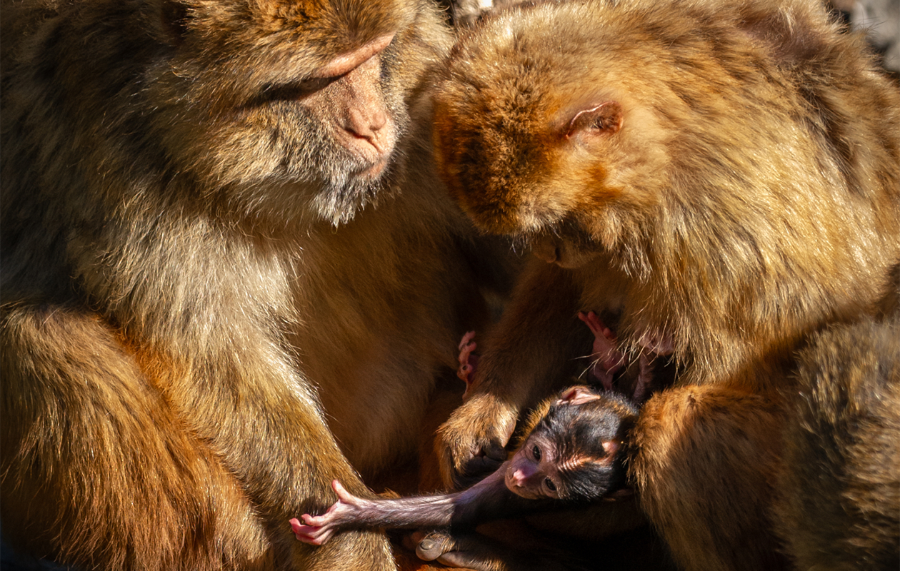 Tickets ZOO Antwerpen of ZOO Planckendael (2 personen)