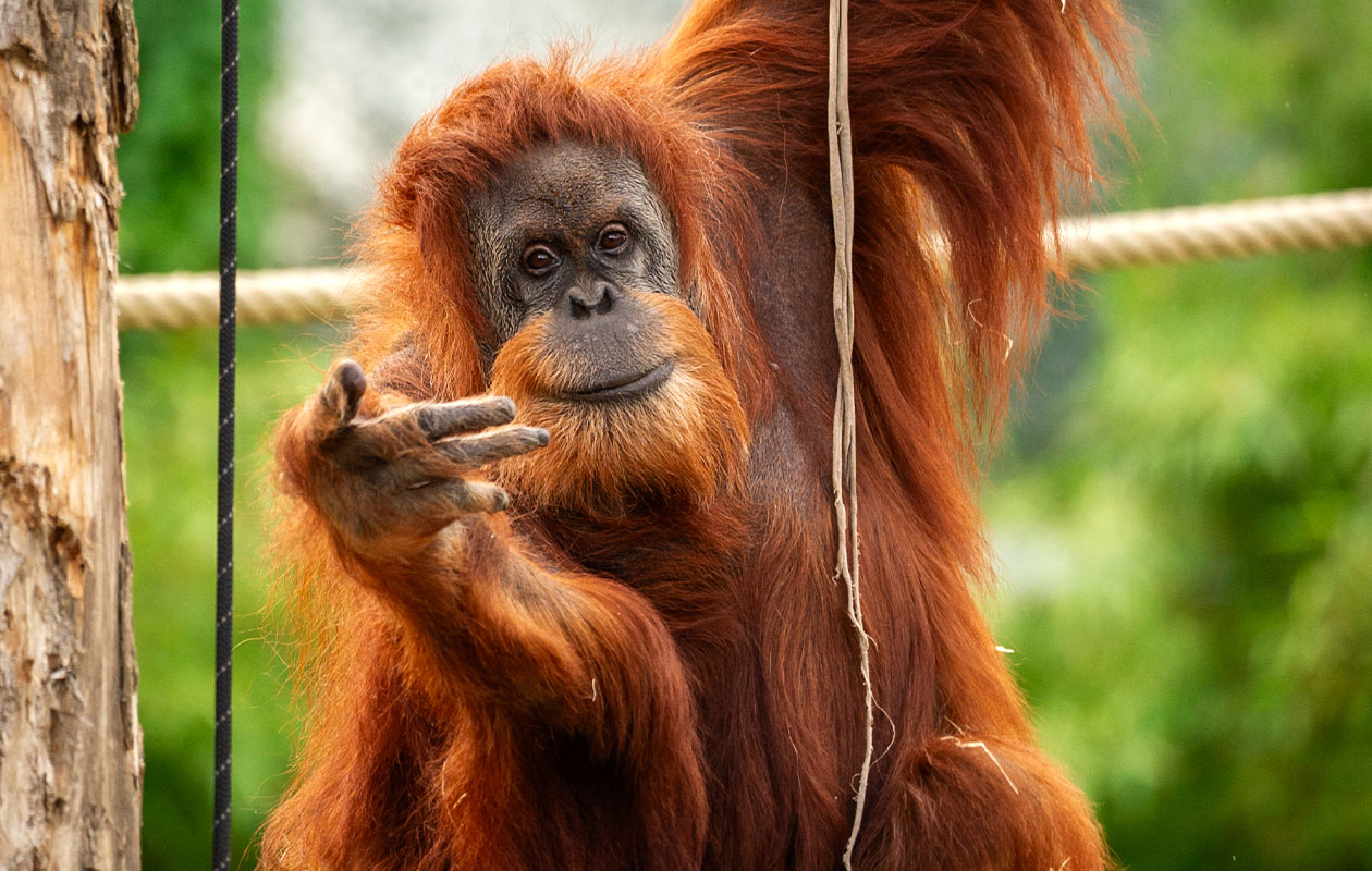 Tickets ZOO Antwerpen of ZOO Planckendael (2 personen)