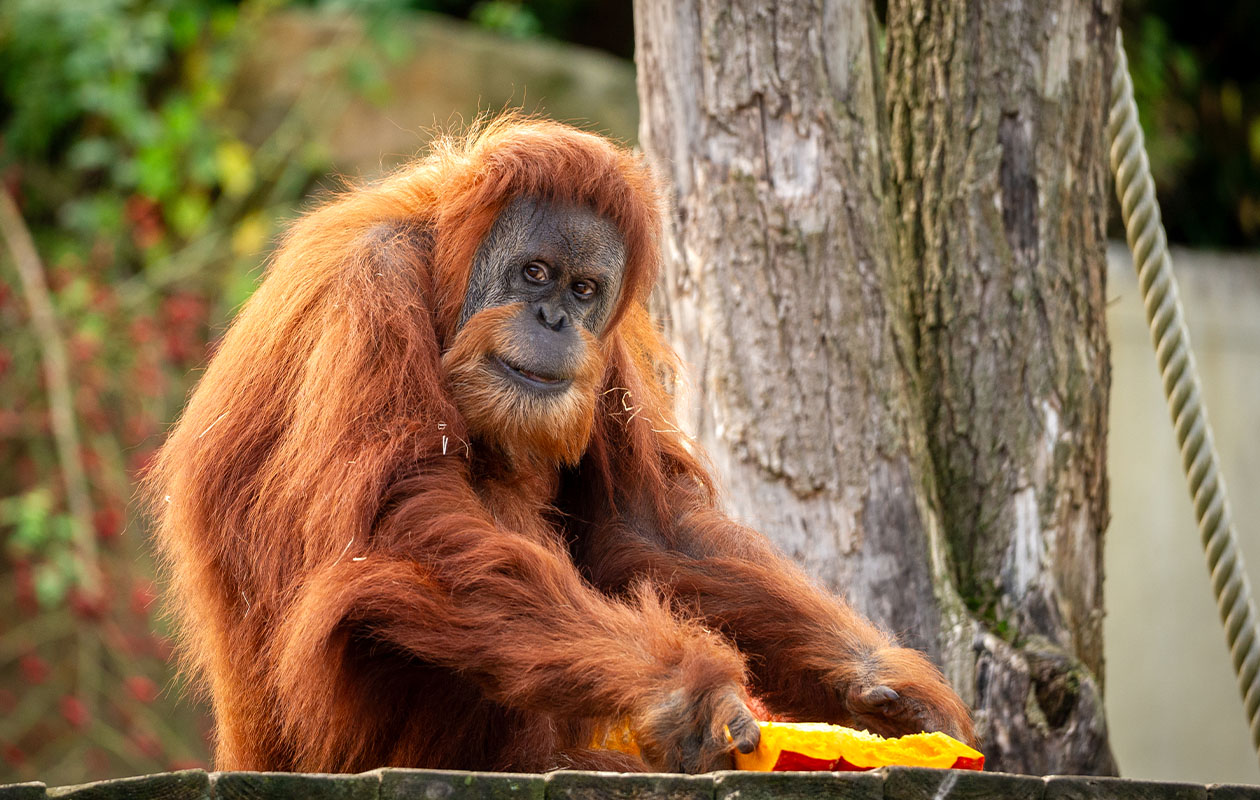 Billets pour le ZOO d’Anvers ou le ZOO Planckendael (2 pers.)