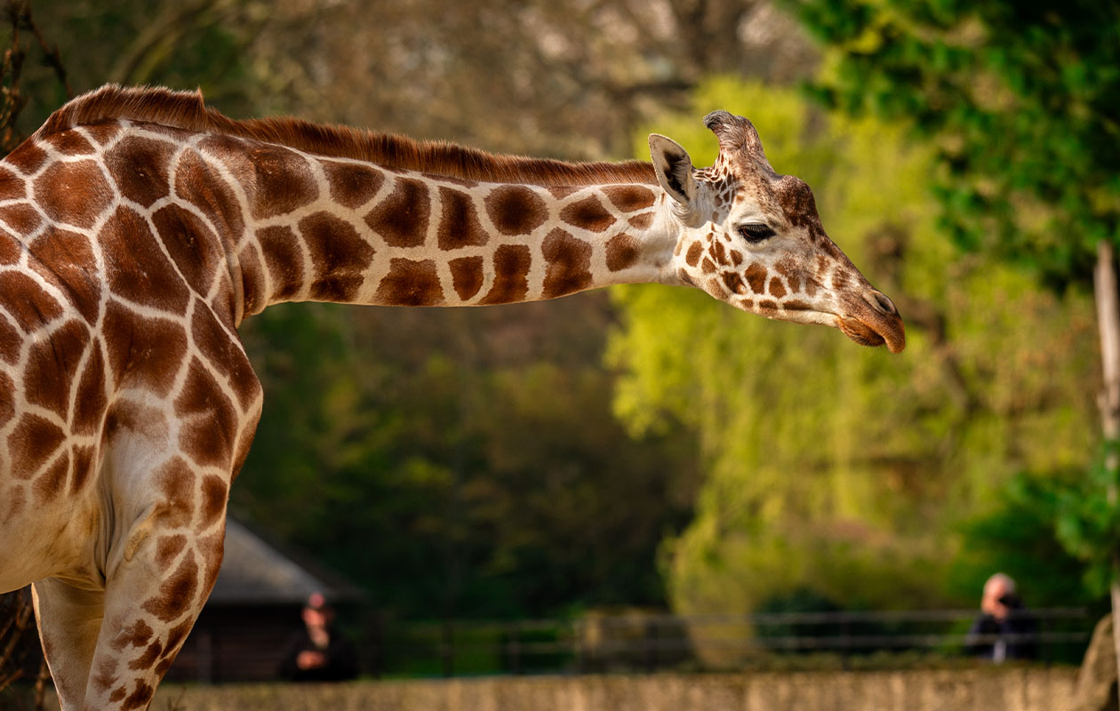 Tickets ZOO Antwerpen of ZOO Planckendael (2 personen)
