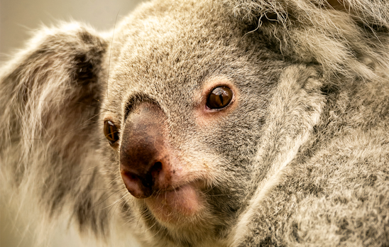 Tickets voor ZOO Antwerpen of ZOO Planckendael (2p.)