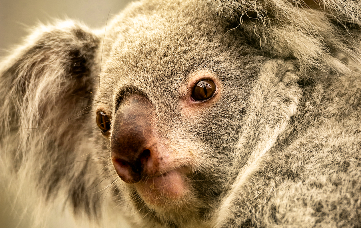 Billets pour le zoo d'Anvers ou le zoo de Planckendael (2p.)