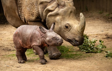 Tickets voor ZOO Antwerpen of ZOO Planckendael (2p.)