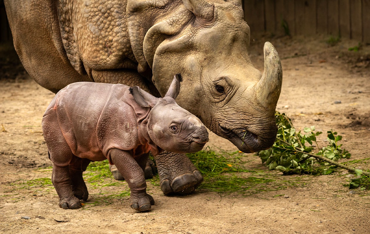 Billets pour le zoo d'Anvers ou le zoo de Planckendael (2p.)
