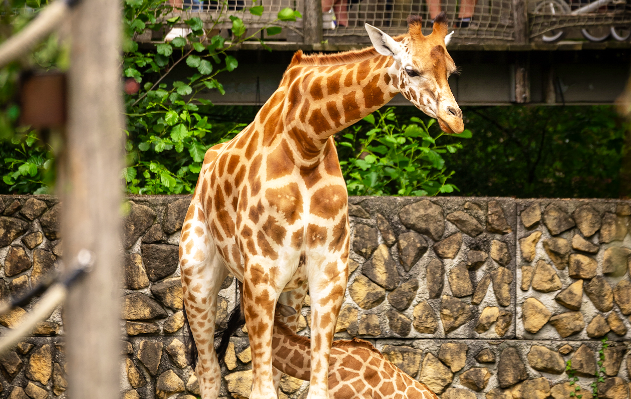 Billets pour le zoo d'Anvers ou le zoo de Planckendael (2p.)