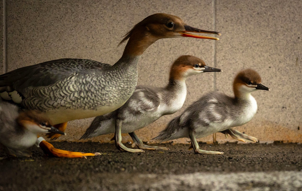 Billets pour le zoo d'Anvers ou le zoo de Planckendael (2p.)