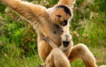 Tickets voor ZOO Antwerpen of ZOO Planckendael (2p.)