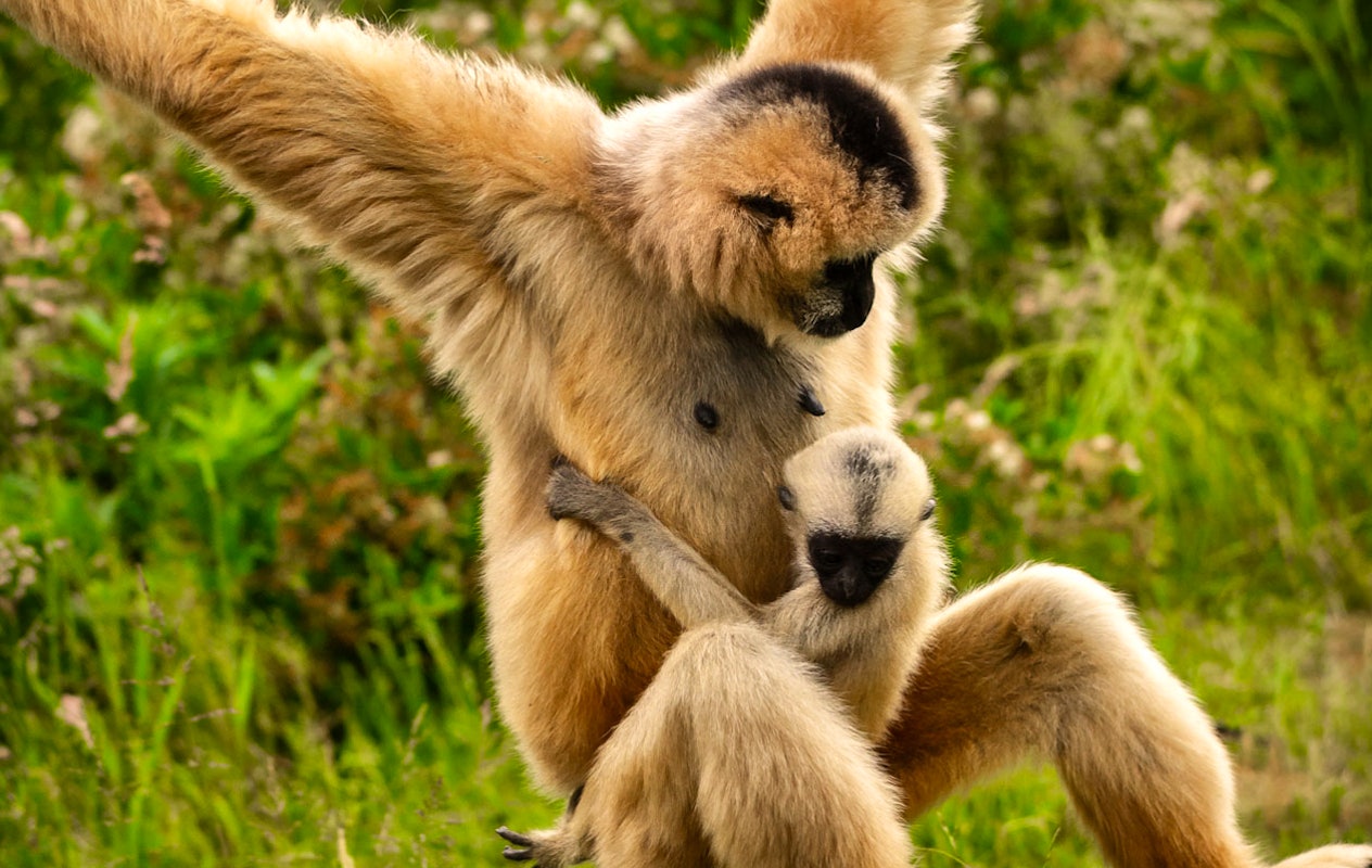 Billets pour le zoo d'Anvers ou le zoo de Planckendael (2p.)