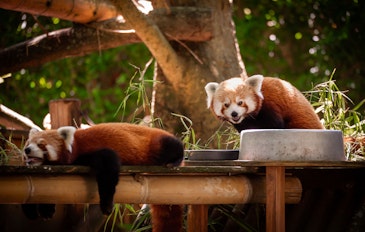 Tickets voor ZOO Antwerpen of ZOO Planckendael (2p.)