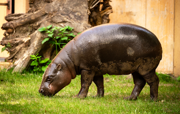 Tickets voor ZOO Antwerpen of ZOO Planckendael (2p.)