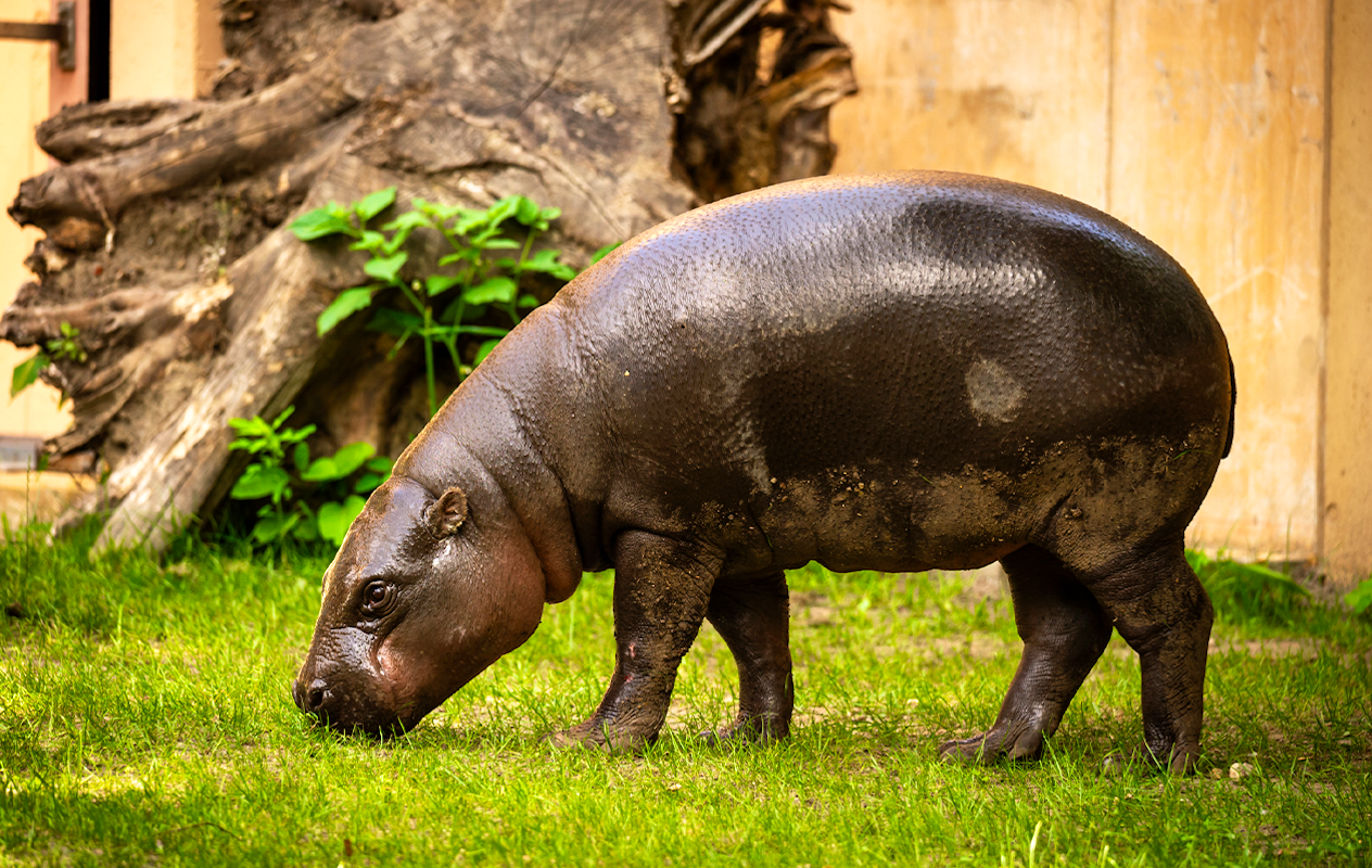 Billets pour le zoo d'Anvers ou le zoo de Planckendael (2p.)
