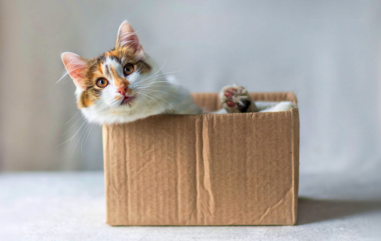 Huisdieren fotoshoot bij een fotostudio naar keuze