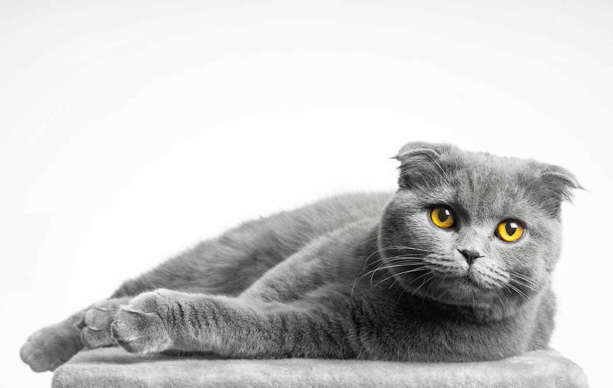 Huisdieren fotoshoot bij een fotostudio naar keuze