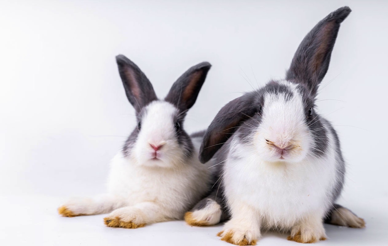 Huisdieren fotoshoot bij een fotostudio naar keuze