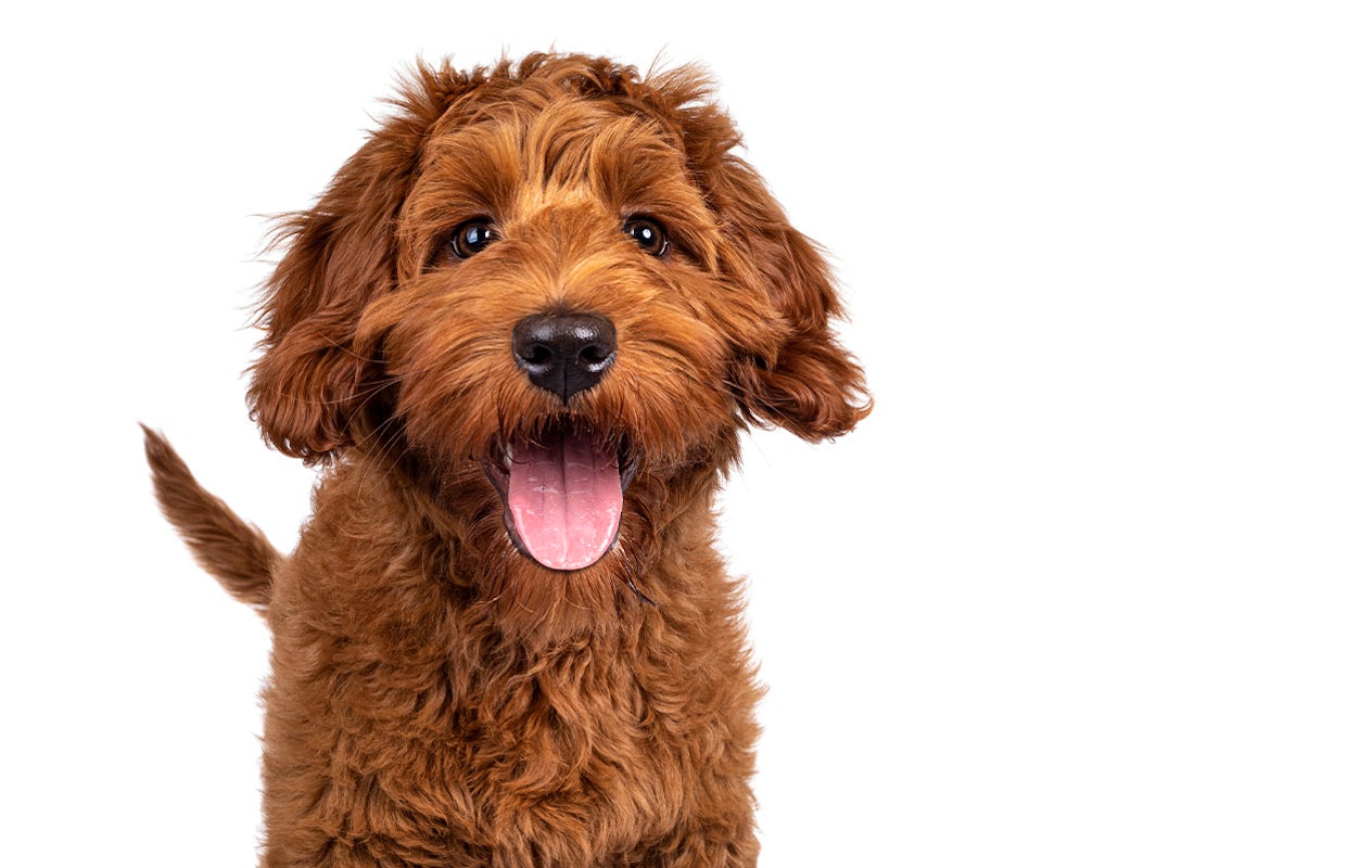 Huisdieren fotoshoot bij een fotostudio naar keuze