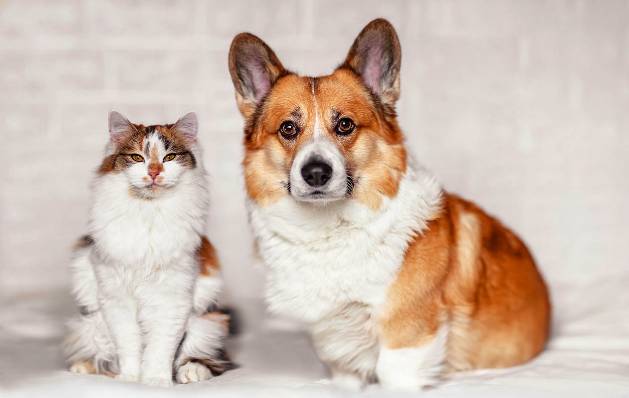 Huisdieren fotoshoot bij een fotostudio naar keuze