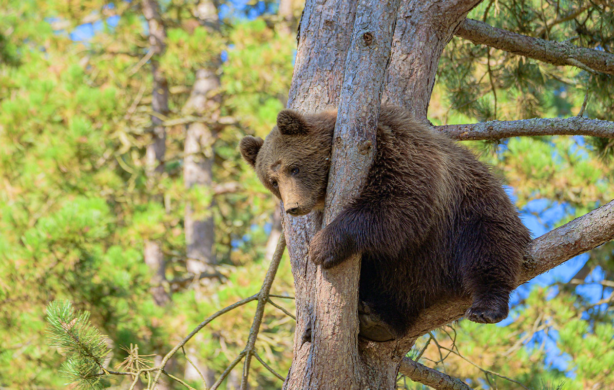 Combiticket voor Grotten van Han en Het Wildpark in België (2p.)