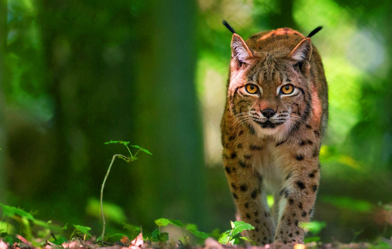 Combiticket voor Grotten van Han en Het Wildpark in België (2p.)