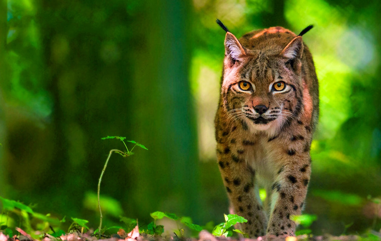 Billet combiné pour les Grottes de Han et le Parc Animalier en Belgique (2p.)