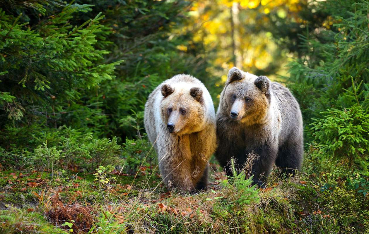 Combiticket voor Grotten van Han en Het Wildpark in België (2p.)