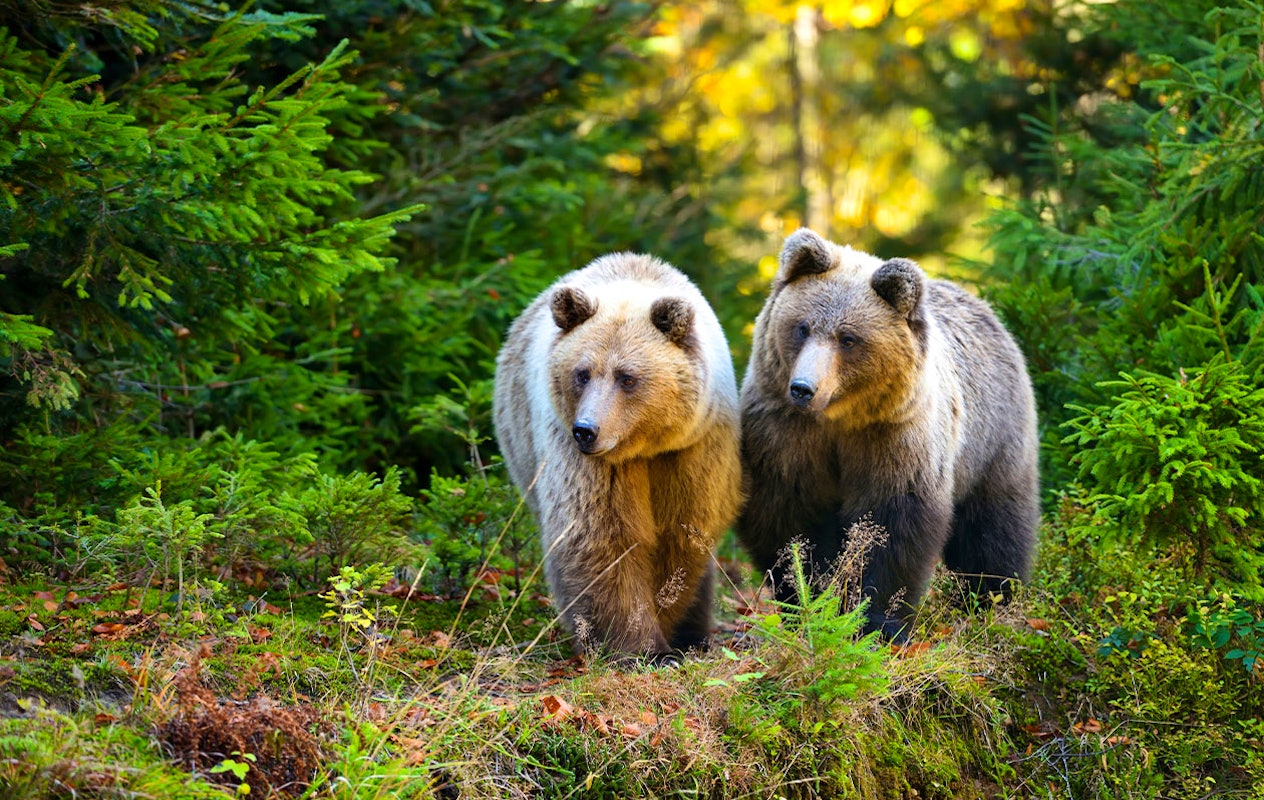 Billet combiné pour les Grottes de Han et le Parc Animalier en Belgique (2p.)
