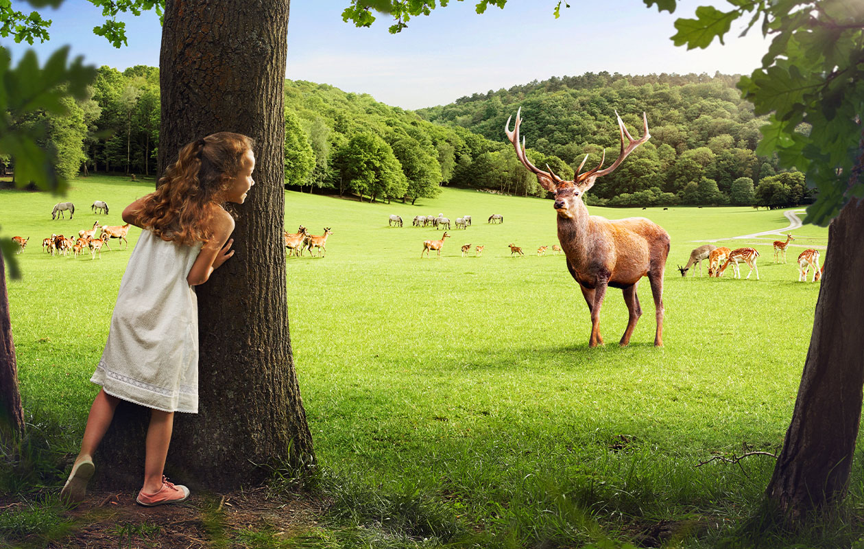 Combiticket voor Grotten van Han en Het Wildpark in België (2p.)