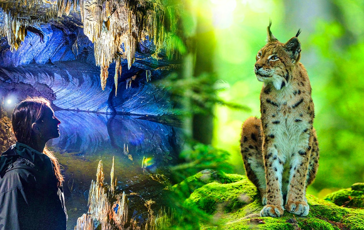 Combiticket voor Grotten van Han en Het Wildpark in België (2p.)