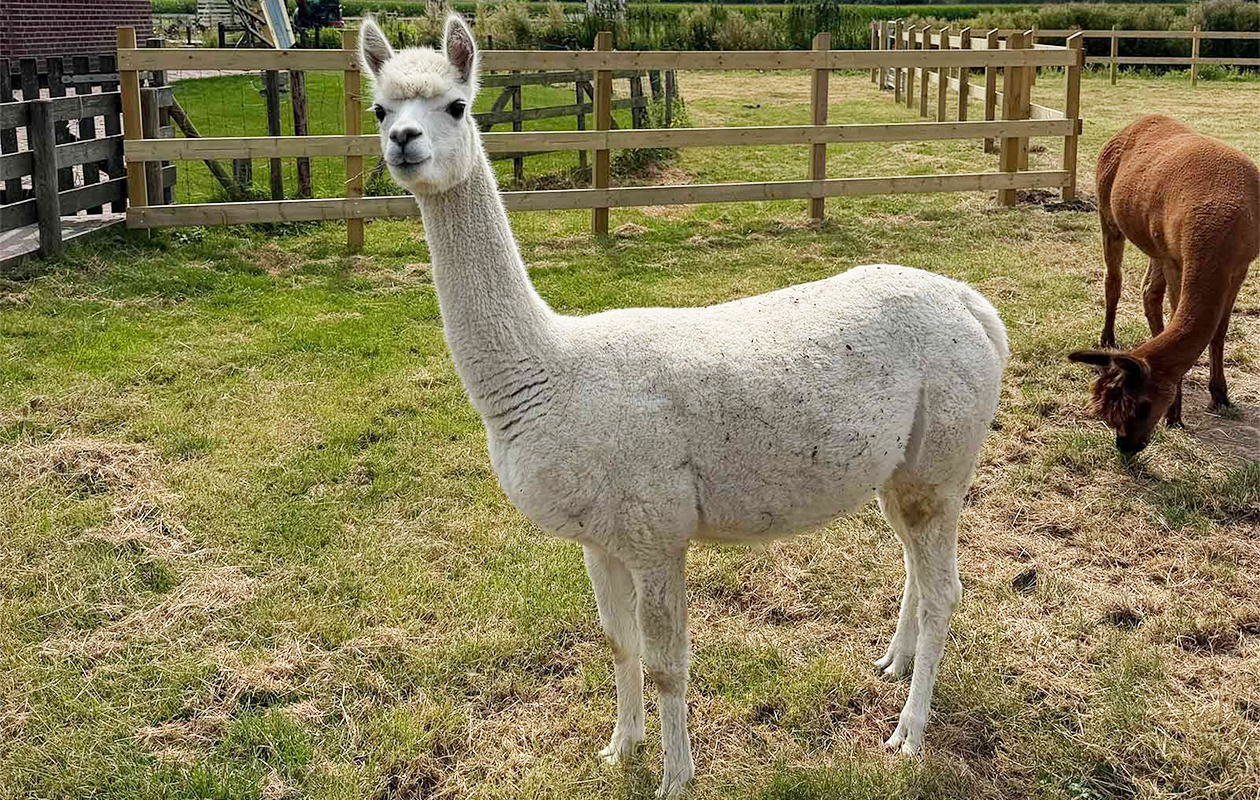 Avonturenboerderij Molenwaard tickets (2 personen)