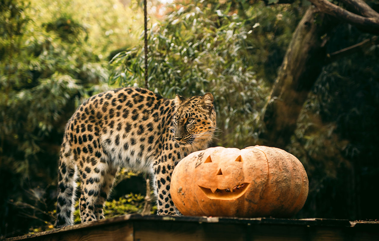 Ticket Bellewaerde Park Halloween (2p.)