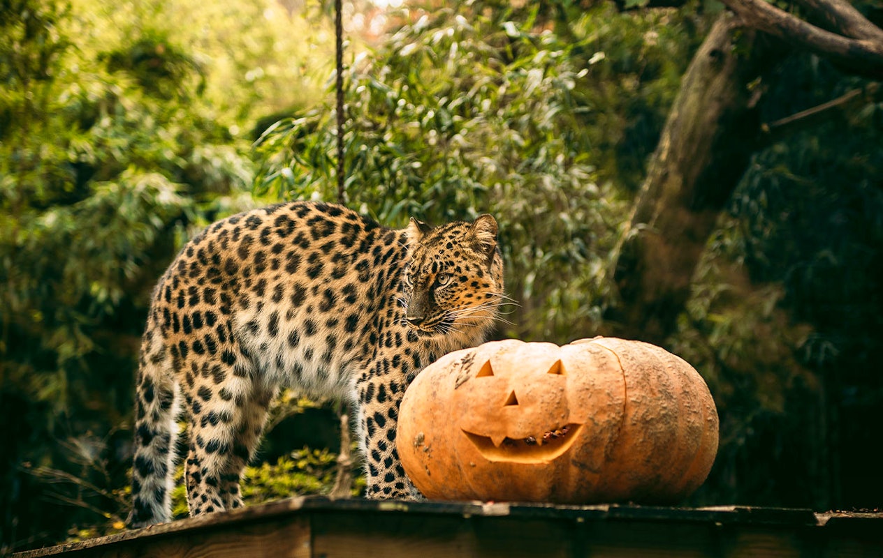 Billet Bellewaerde Park Halloween (2p.)