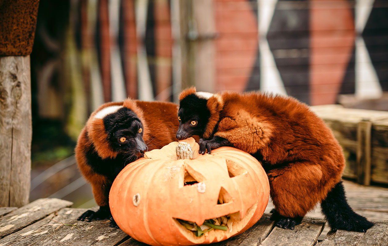 Ticket Bellewaerde Park Halloween (2p.)