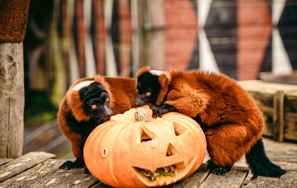 Billet Bellewaerde Park Halloween (2p.)