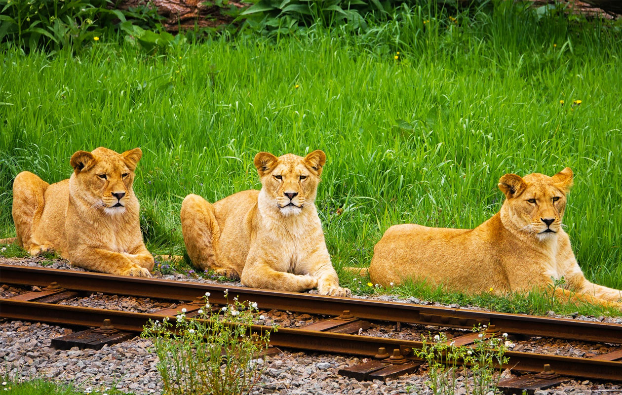 Billet pour Bellewaerde Park en Belgique (2 pers.)