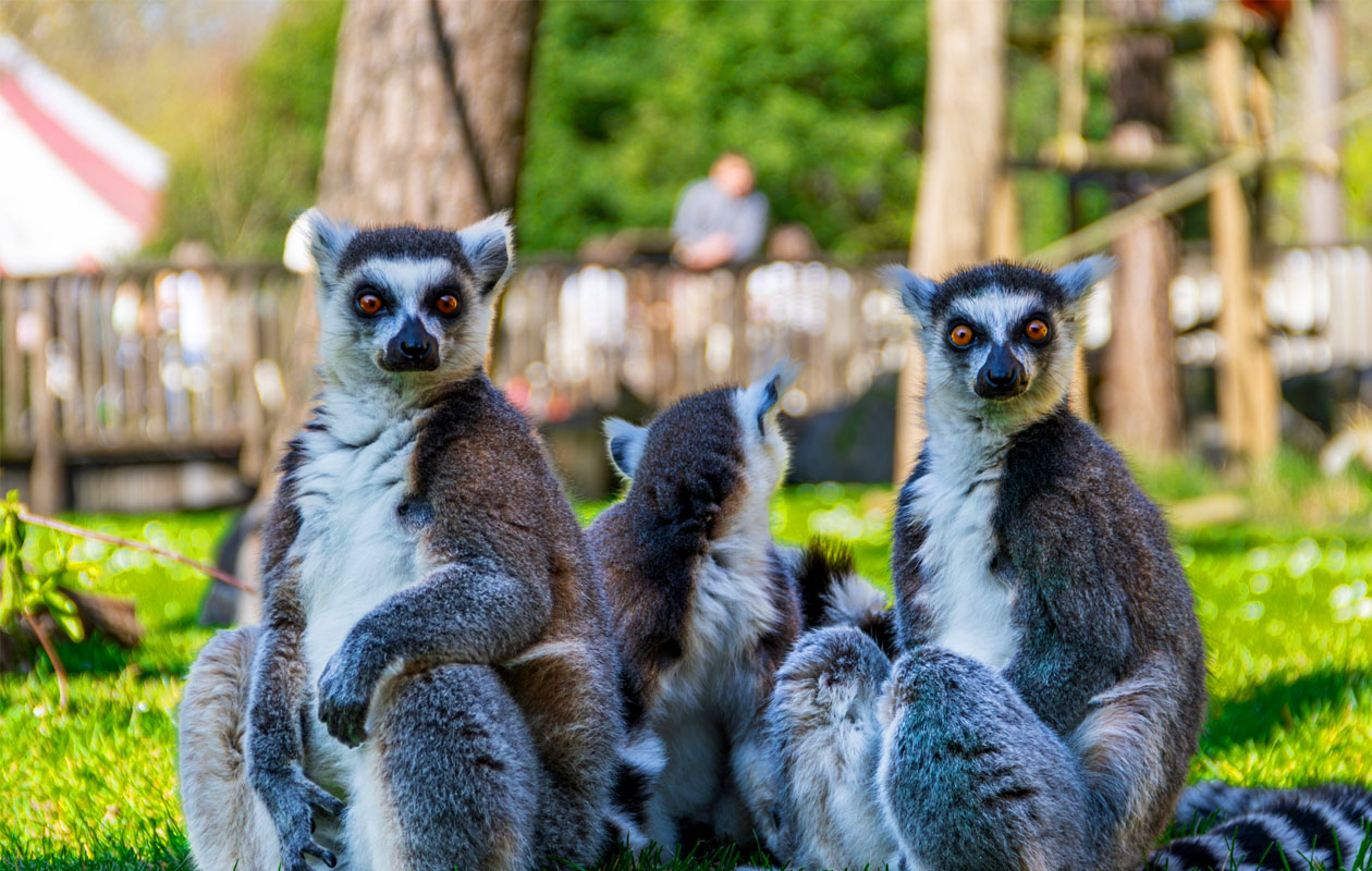 Billet pour Bellewaerde Park en Belgique (2 pers.)