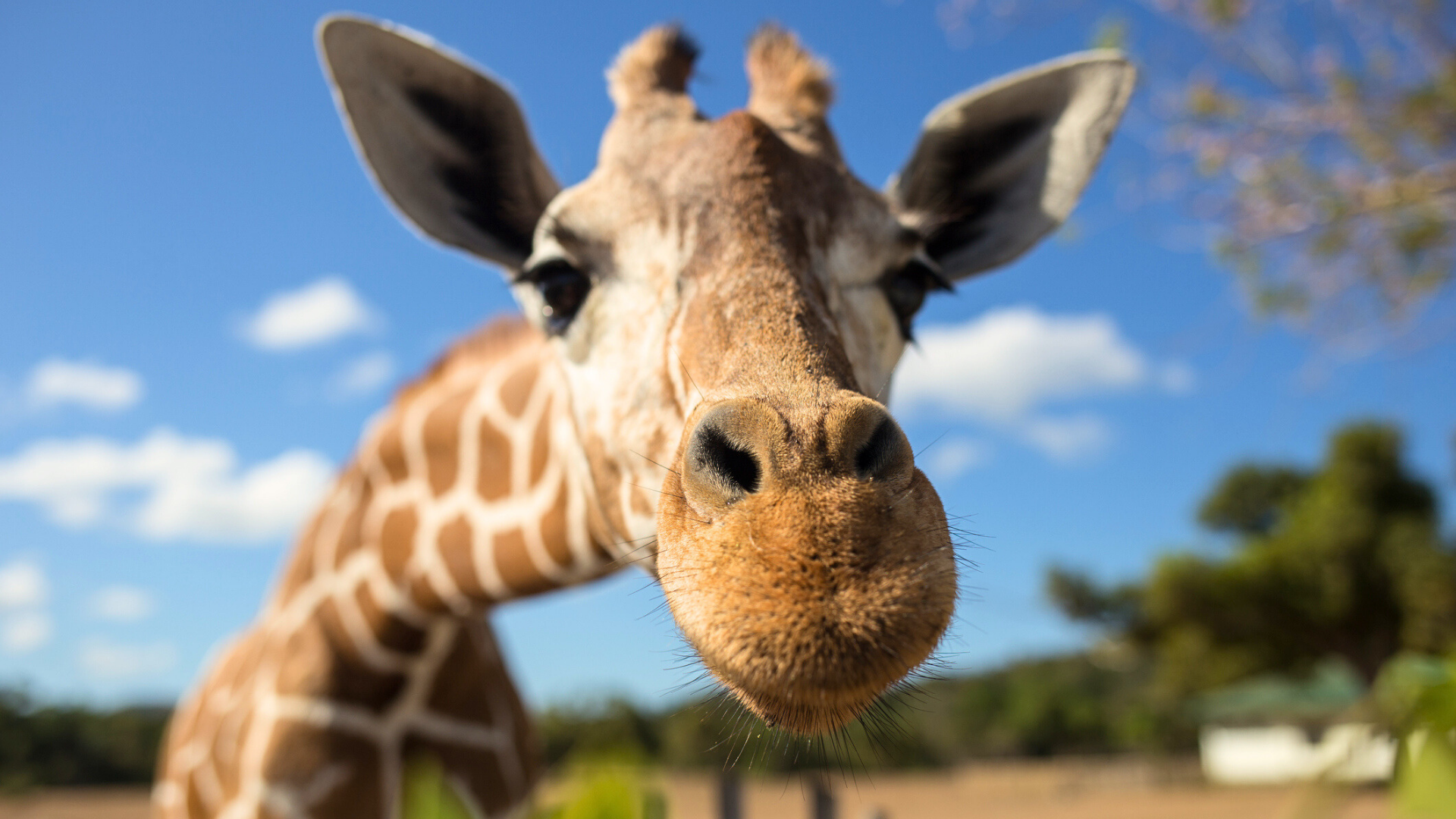 Ontdek de leukste dierentuinen in Nederland