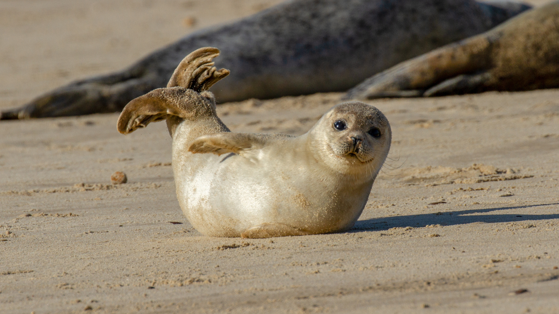 Zeehondenopvang Ecomare op Texel