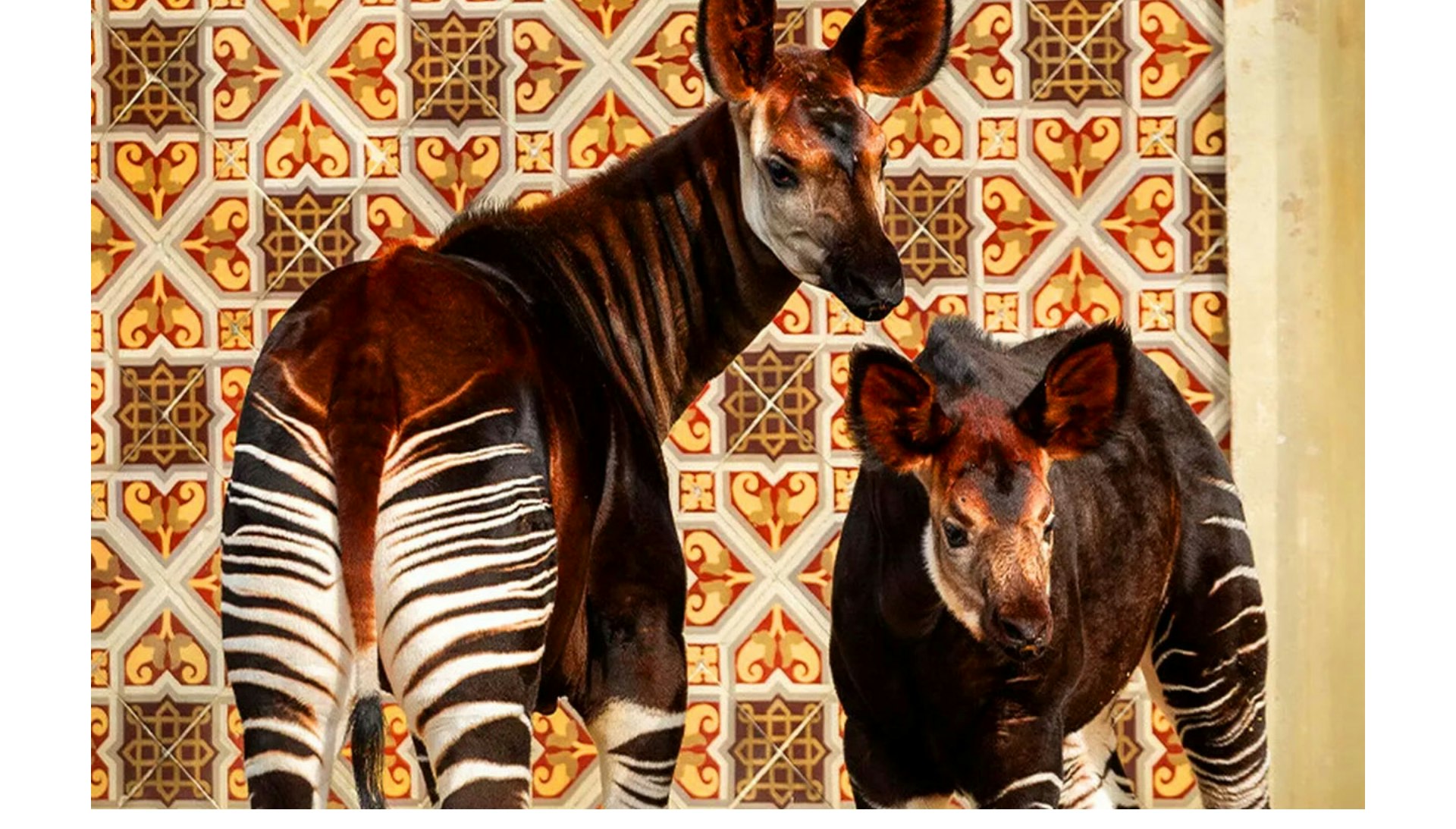 Een dagje uit naar ZOO Antwerpen